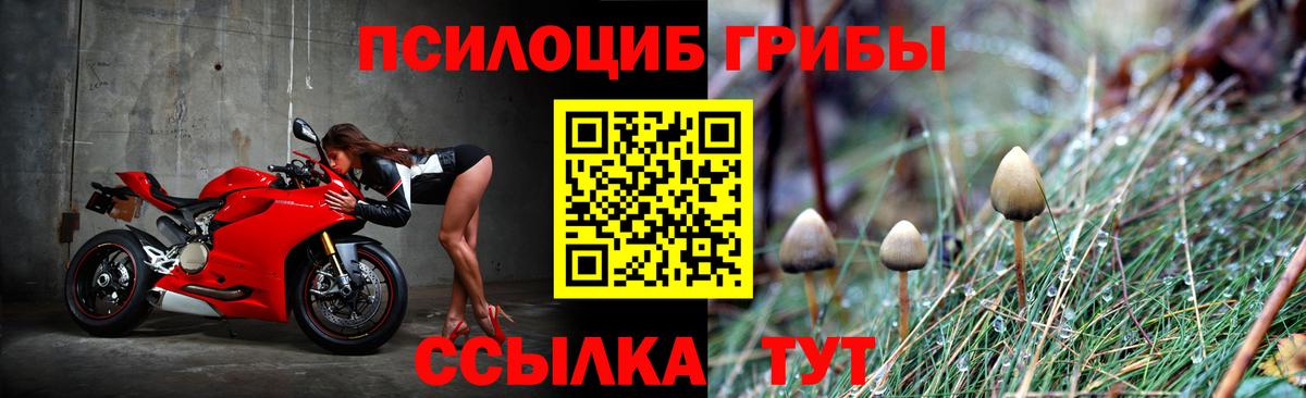 Псилоцибиновые грибы GOLDEN TEACHER  Псилоцибиновые грибы мицелий  Губаха  Вход с VPN 